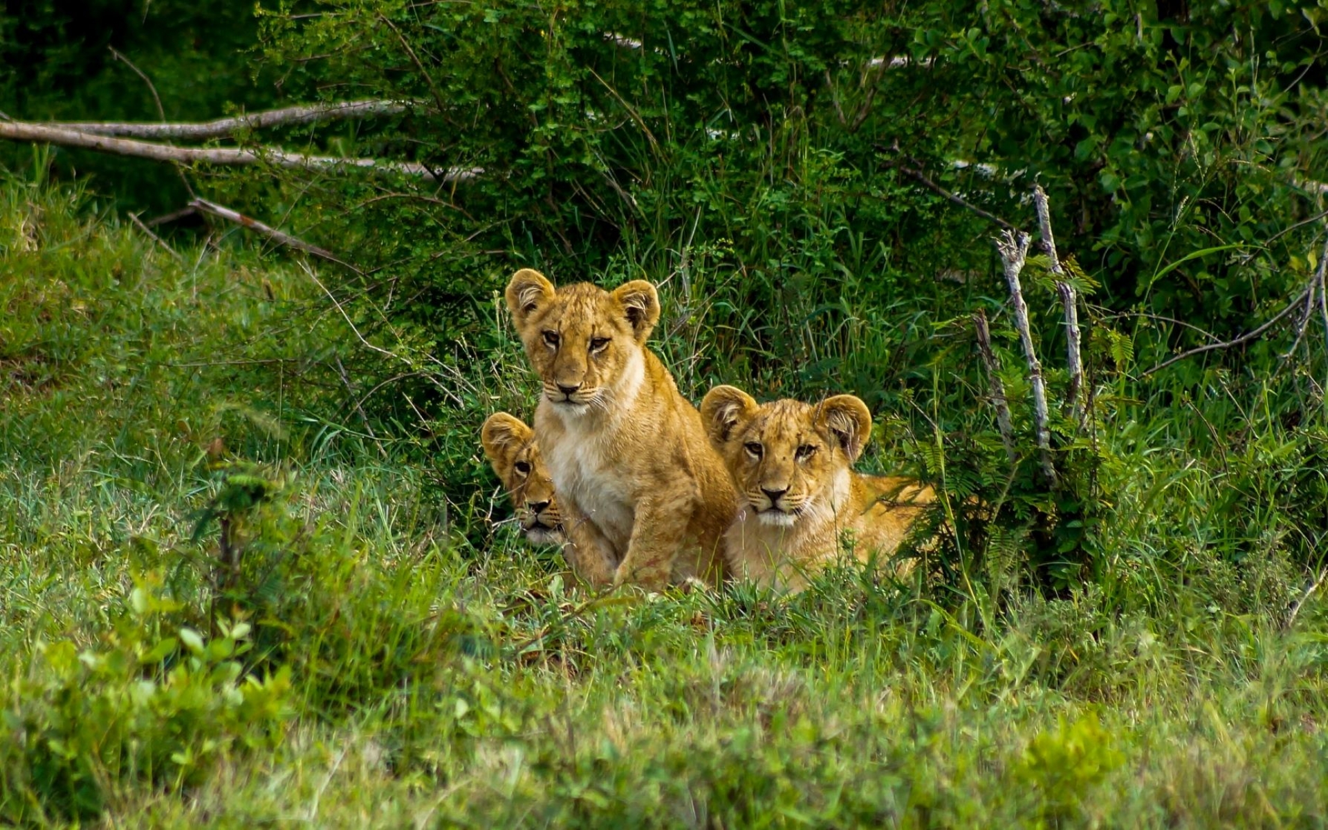 Safari Samburu  [EXODE 2025]