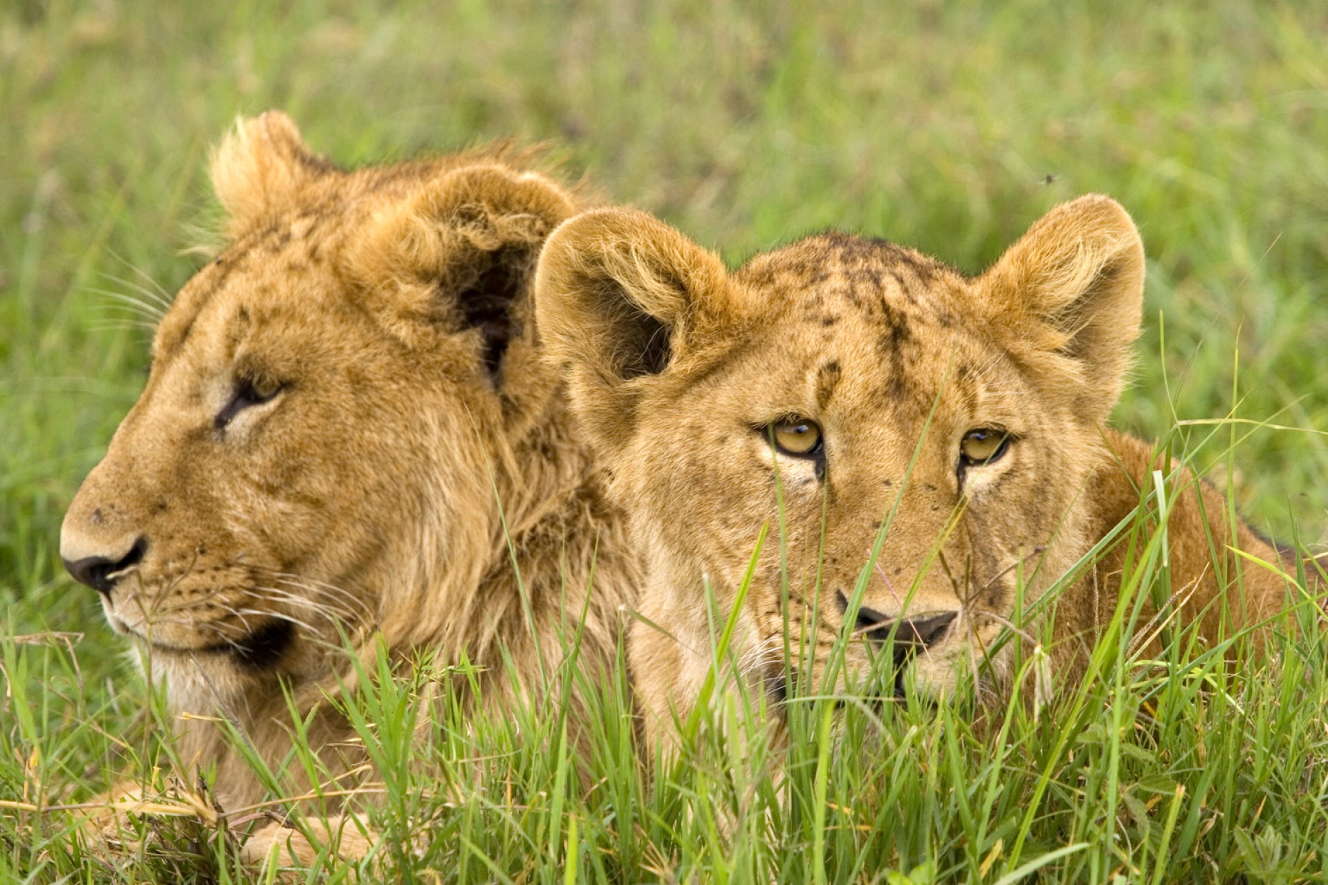 SAFARI TANZANIA BANDIKA [EXODE 2025]