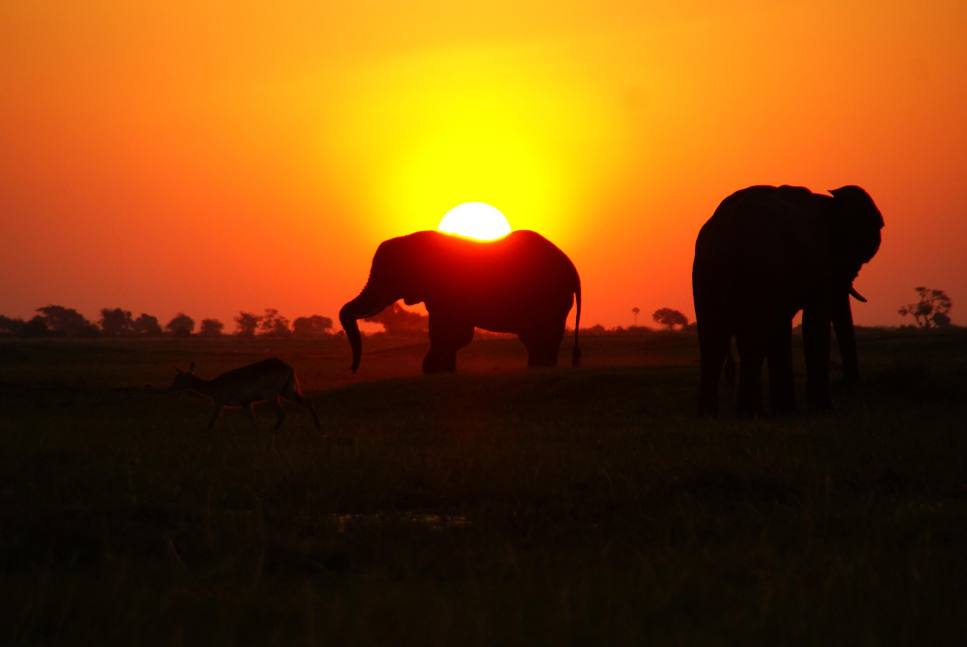 El Norte de Botswana Safari Móvil [EXODE 2025]